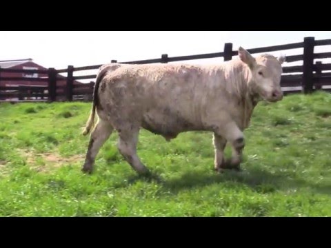 Q4Q Lot 48 - CMC Colonel 514 P ET