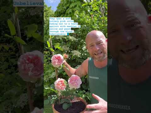 personal review of Rose ‘Evelyn’ -(Aussaucer) from  @david_austin_roses #gardenerben