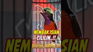 Download lagu PANCINGAN KONIN GACOR FULL ISIAN TEMBAKAN CILILIN MEWAH #shorts #konin #kolibrininja #kicaumania mp3