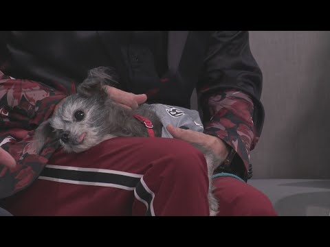 Sponsored Content: Shelter Spotlight: Felix - YouTube