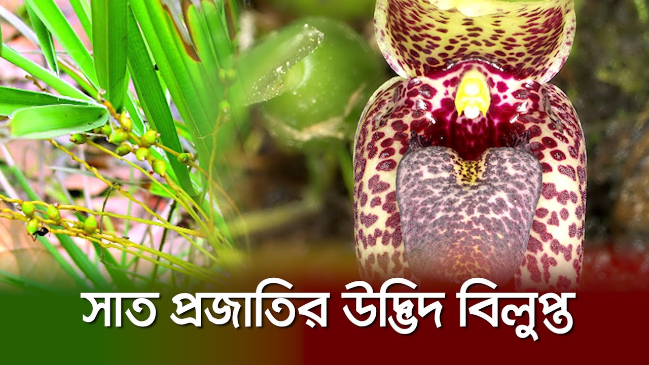 ৭ প্রজাতির উদ্ভিদ বিলুপ্ত ঘোষণা বাংলাদেশে