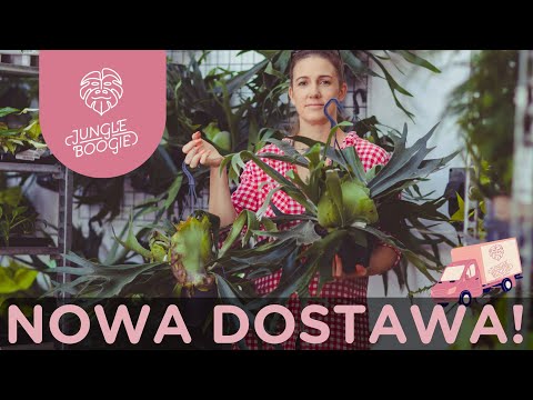 Nephrolepis MACHO, Moose Horns XXL, Epipremnum Marble Green and MUCH more in the new delivery! 💚