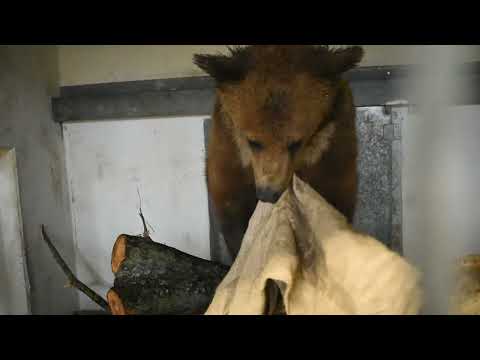 POPEYE und ASUKAs erster Tag