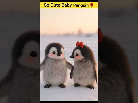 Is Baby Penguin Ki Cuteness Dil Jeet Legi ☺️ #babypenguin #cuteanimals #cutenessoverload