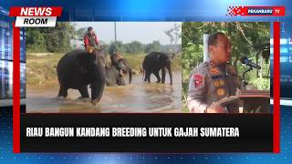 Kandang Breeding Jadi Harapan Baru Populasi Gajah Sumatera