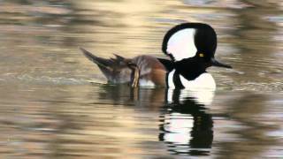 Hooded Merganser, Kissena Park