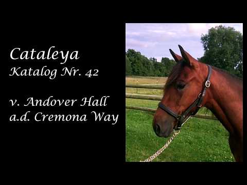 Derby Auktion 2017 - Kat. Nr. 42 CATALEYA