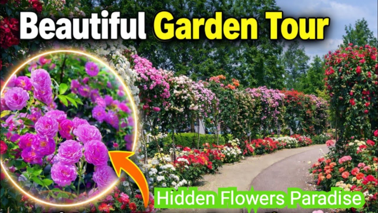 World’s Most Beautiful Rose Garden Tour | Relaxing Flowers & Nature Sounds | Hayatabad Peshawar 