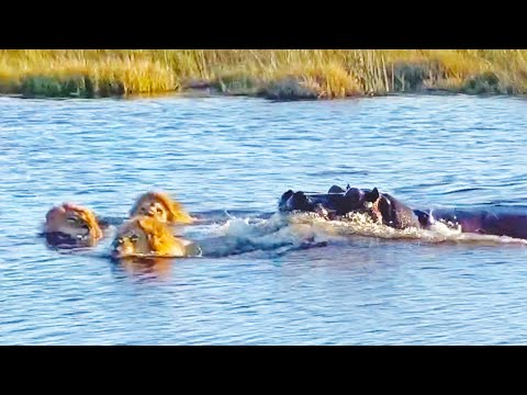 HIPPO ATTACKS 3 LIONS CROSSING THE RIVER