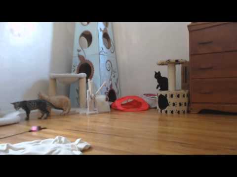 Classical Kittens - Alek's Plate Dance