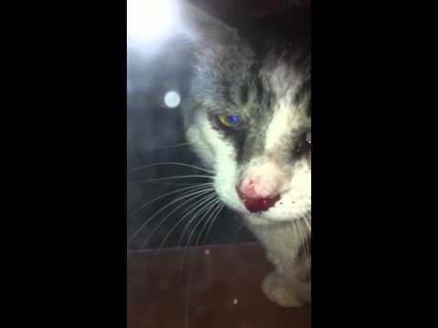 comment soigner chat enrhumé