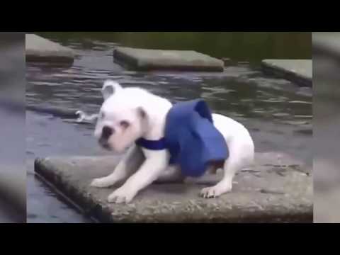 Minik şempanze ve köpeği okul yolunda