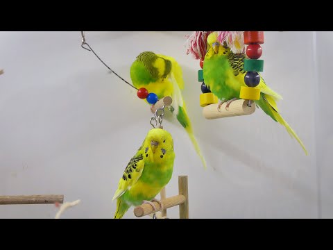 1 hour Happy Budgie Sounds