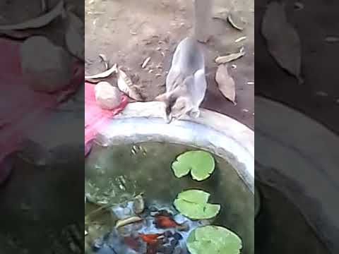 Watura bonna vidihak ne mali nisa