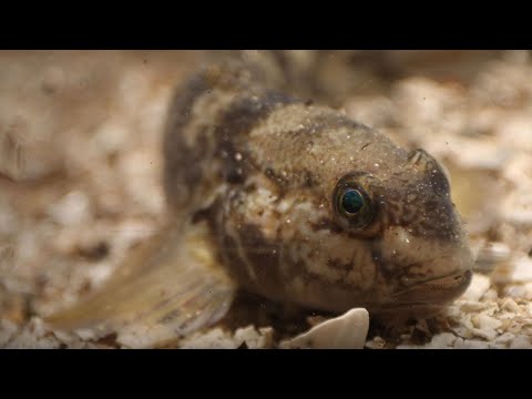 Främmande invasiva arter i våra vatten