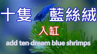 夢幻藍絲絨蝦 ? | 新增十隻藍絲絨到草缸裡 | add ten dream blue shrimps in my planted tank