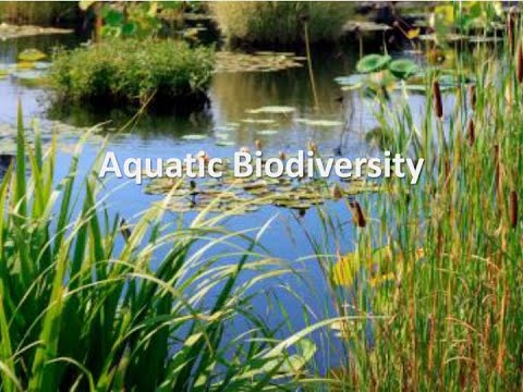 BIODIVERSITY INCREASES THE QUALITY OF LIFE
