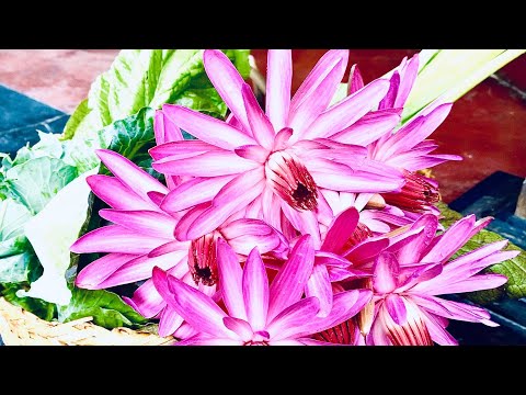 Traditional Manipuri/Ayukki laida tharo angangba katpa/very shoothing🙏🙏🙏 Blessings vlog #02