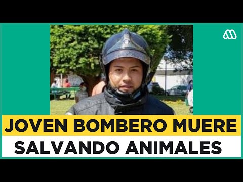 , title : 'Bombero heroico: Perdió la vida rescatando animales'