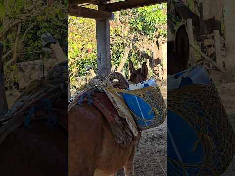 La 4x4 se lleva la Leche. #elsalvador #chalatenango #campo #vaca #ganado #ganaderia #nature #cattle