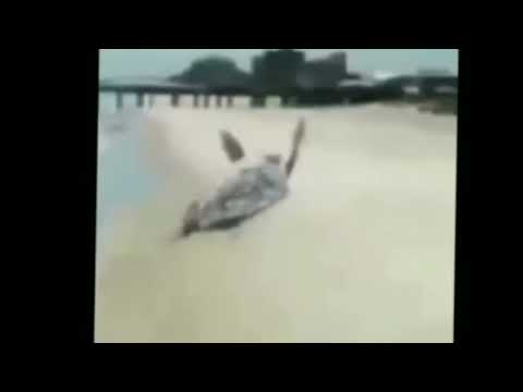 (c queda sin ideas xd)