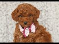 Toy Poodle dogs for sale: Tegan  - Video 1
