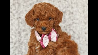 Video preview image #1 Poodle (Toy) Puppy For Sale in NEW HOLLAND, PA, USA