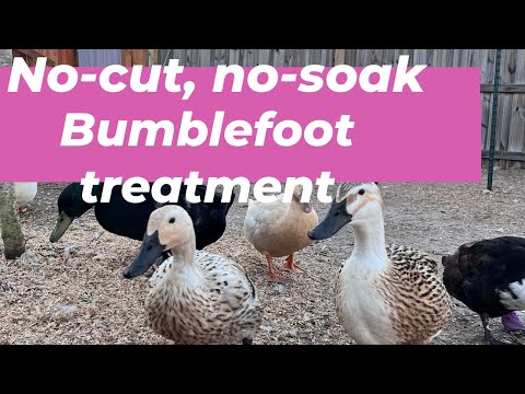 How to treat bumblefoot without soaking or cutting