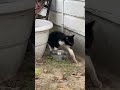 This Kitty S Blood Stained The Pavement After His Jaw Was Crushed By 2 Tons Of Steel