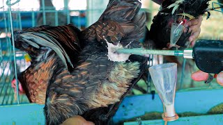 Chicken Breeding Techniques - How To Collect Rooster Sperm and Artificial Insemination in Chickens