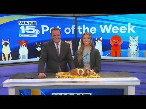 Pet of the Week: 12/2/25 - YouTube