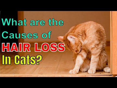 WHAT ARE THE CAUSES OF HAIR LOSS IN CATS? l V-27