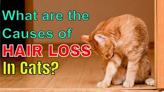 WHAT ARE THE CAUSES OF HAIR LOSS IN CATS? l V-27