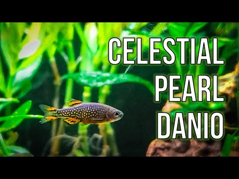Celestial Pearl Danios – Best Nano Fish for Planted Tanks?