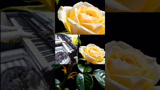 Download lagu 「カノン/パッヘルベル」(Canon in D)arrangement Dさん。弾いてみました。 #canonind#piano mp3