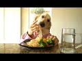Chef Dog