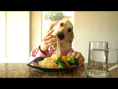 download lagu mp3 mp4 Chief Dog, download lagu Chief Dog gratis, unduh video klip Chief Dog
