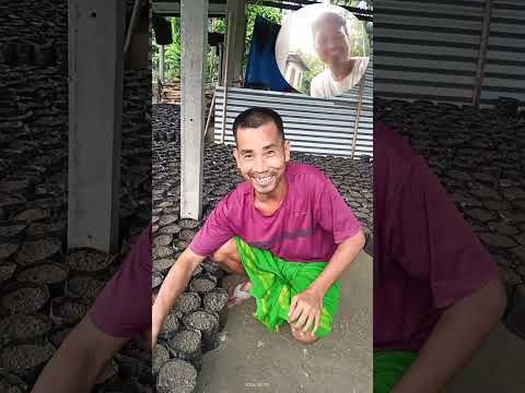 Cocoa Chocolate ni Puli banaibai Bithang Jonach Narzary aa/Puli kwo fannai jagw