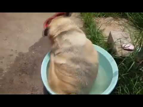 دسپی خوب ‌‌‌‌/خواب سگ‌ها