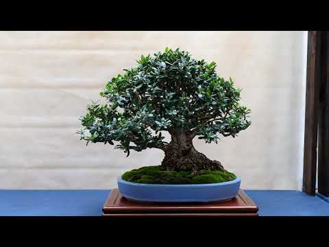 Euganea Bonsai Exhibition