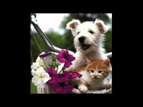 PARABÉNS ANA PATRICIA