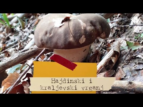 Boletus aereus (hajdinski vrganj) i Boletus regius (kraljevski vrganj)