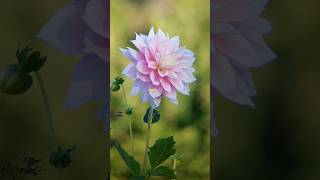 Download lagu βBe Like the Dahlia β Elegant, Bold, Unshaken πΊπΏβ (Dahlia Si Fajbara Mayam) #dahlia #flowers #nature mp3 Download lagu βBe Like the Dahlia β Elegant, Bold, Unshaken πΊπΏβ (Dahlia Si Fajbara Mayam) #dahlia #flowers #nature mp3