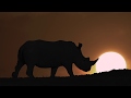 Introducing Shamwari TV