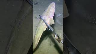 I catching seafood on the seafloor-P1027-2.#fishing #ocean #deepsea #nature #beach
