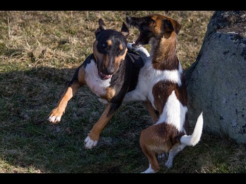 Smooth fox terrier defeats fighting dog