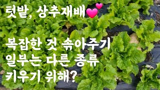 텃밭, 상추재배 