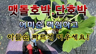 [텃밭농부 238]  맷돌호박. 단호박의 어미순을 적심하고 아들순 받을 준비하는 방법 #단호박재배 #맷돌호박…