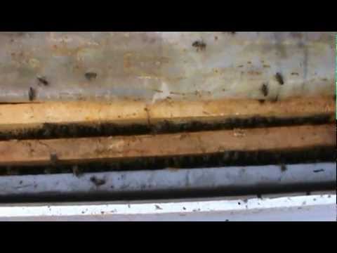 2. Apicultura pentru incepatori - Calitatea ramelor e cruciala - noutati de la stupina mea 2/3