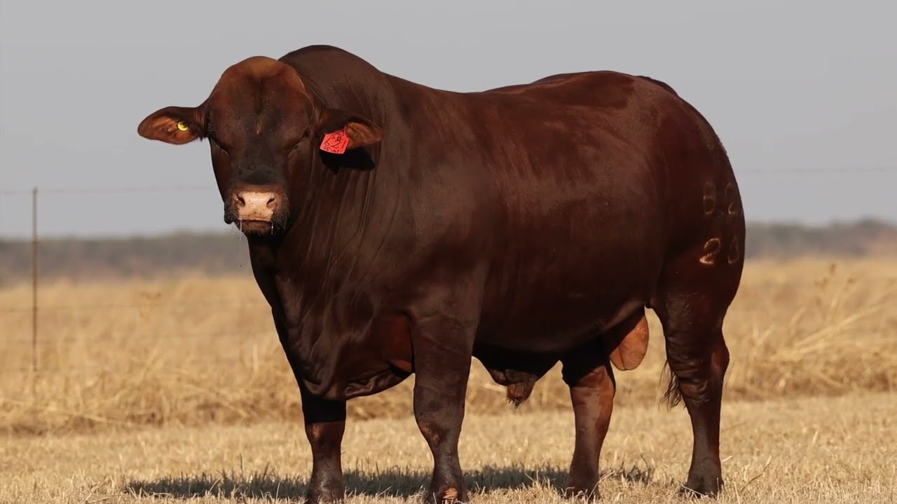 Lot 78 | HS22-621 | Bespreking